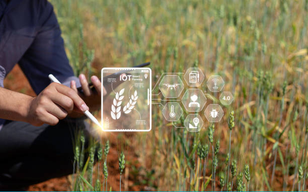 istock Farmer inspects barley and uses agricultural technology to analyze data via tablet Concept of smart agriculture and modern technology, pictogram icon 2095551022