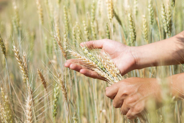 istock Farmer examines barley and uses agricultural technology to analyze data through tablet of smart agriculture and modern technology 2095551029