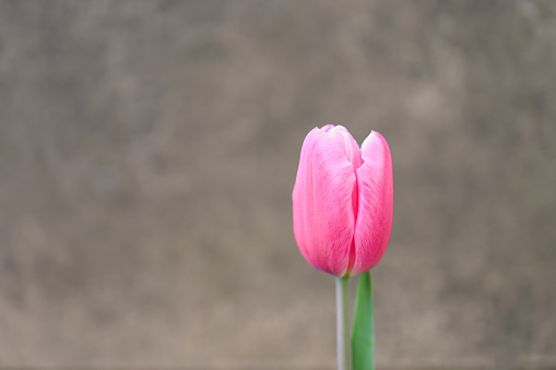 A single tulip on a spring afternoon in front of a grey stone wall.