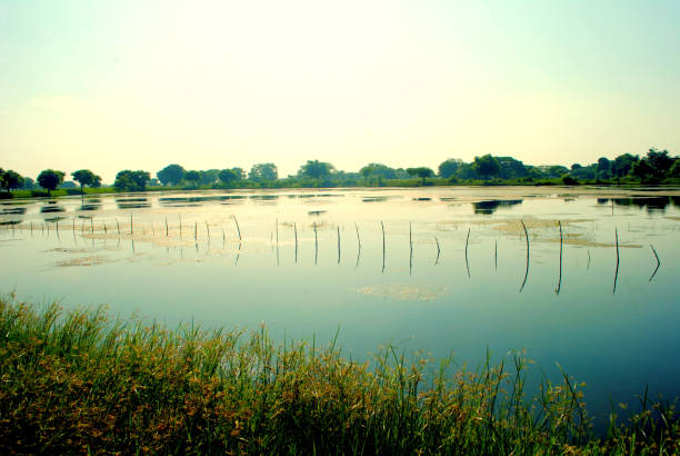 Landscape of freshwater fish pond in East Java, Indonesia.