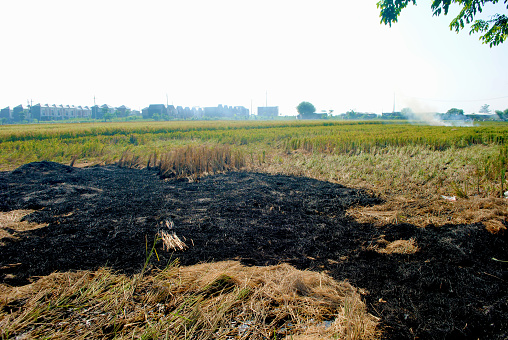 Burnt haystack on the paddy field in Indonesia.