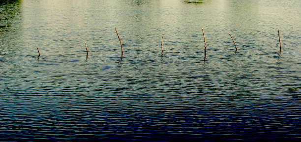 A fishing pole is a rigid stick with a line attached to one end. Modern poles are usually elastic and have a reel mounted at the handle that controls the line retrieval. Poles are generally easier to use than rods, which require more gear and casting action