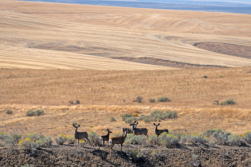 Herd of mule deer, Odocoileus hemionus, among wheat fields, of Gilliam County, Oregon, USA. Located on the Columbia River Plateau in north central Oregon.