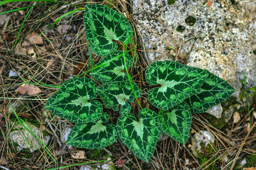 Beautiful green leaves of Arum italicum (Pictum) in a forest on the stones, top view. Kemer, Turkey.