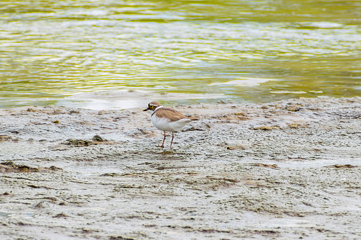 Charadrius dubius.Little ringed plover in natural habitat. On the shore next to the river. Close-up