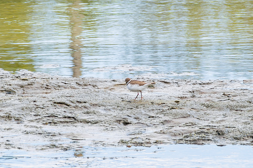 Charadrius dubius.Little ringed plover in natural habitat. On the shore next to the river