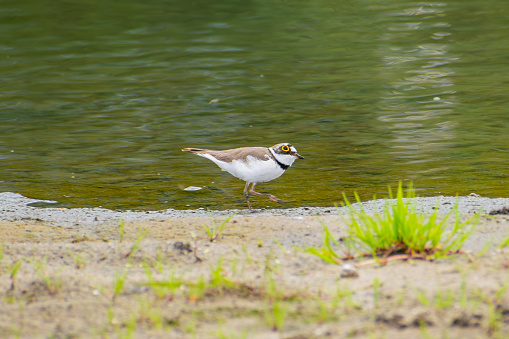 Charadrius dubius.Little ringed plover in natural habitat. On the shore next to the river. Close-up
