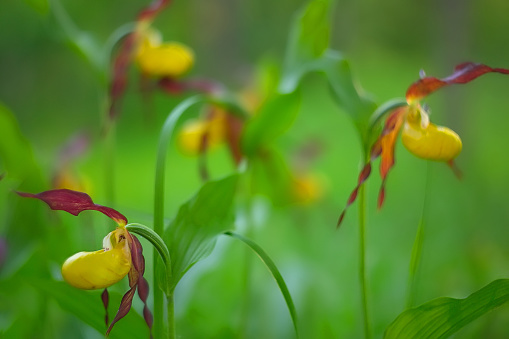 Yellow orchids bloom in their natural environment. Spring flowers bloom in the forest.