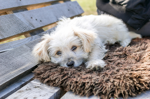 Cute fluffy white puppy is resting on a soft plaid on a bench outdoors.