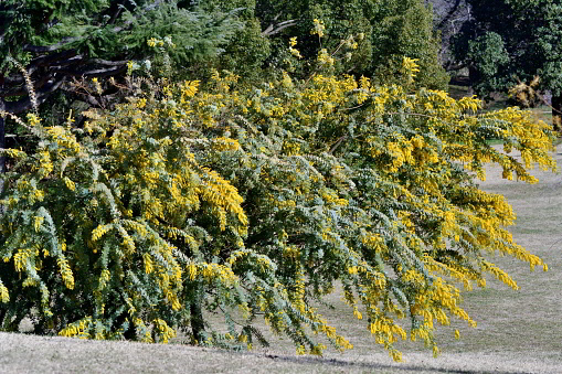 Acacia baileyana, also called Cootamundra waffle, is a large evergreen shrub or small tree, adorned with a wide-spreading canopy and weeping branches, clothed in feathery, finely cut, blue-gray leaves. The foliage remains appealing all year round. In late winter to early spring, clouds of bright golden-yellow, small, rounded flowers held in axillary racemes cover the branches and create a striking floral display. As some photos show, it is a great plant for slopes and banks.\nThese photos were taken on a very windy day in spring.