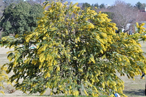 Acacia baileyana, also called Cootamundra waffle, is a large evergreen shrub or small tree, adorned with a wide-spreading canopy and weeping branches, clothed in feathery, finely cut, blue-gray leaves. The foliage remains appealing all year round. In late winter to early spring, clouds of bright golden-yellow, small, rounded flowers held in axillary racemes cover the branches and create a striking floral display. As some photos show, it is a great plant for slopes and banks.
These photos were taken on a very windy day in spring.