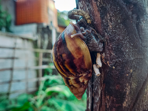 A snail sticks to a bamboo fence