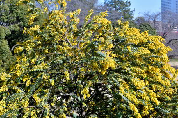 istock Acacia Baileyana/Cootamundra Waffle: Evergreen Shrub, Adorned with Spreading, Weeping Branches, Leaves and Yellow Flowers 2095602881