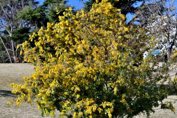 istock Acacia Baileyana/Cootamundra Waffle: Evergreen Shrub, Adorned with Spreading, Weeping Branches, Leaves and Yellow Flowers 2095602886