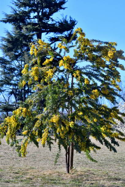 istock Acacia Baileyana/Cootamundra Waffle: Evergreen Shrub, Adorned with Spreading, Weeping Branches, Leaves and Yellow Flowers 2095603387