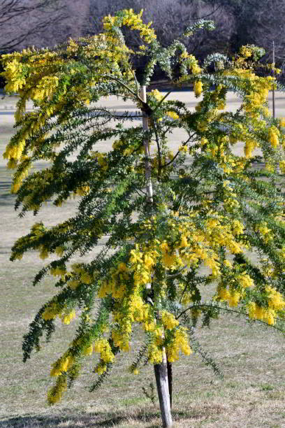istock Acacia Baileyana/Cootamundra Waffle: Evergreen Shrub, Adorned with Spreading, Weeping Branches, Leaves and Yellow Flowers 2095603391