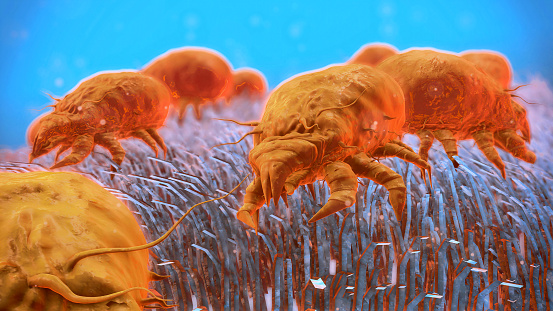 Dust mites,Dermatophagoides pteronyssinus