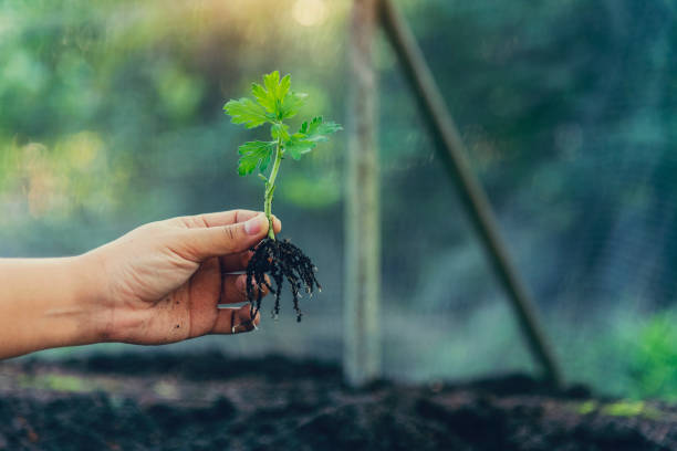 istock Eco green earth environment concept. Hand with growing tree on earth day with sunlight bokeh in morning. Save world energy protect by plant tree in soil and watering. 2095643543