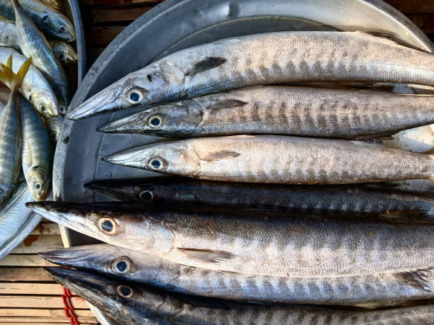 istock Barracuda or Seapike fish in a steel tray 2095667390