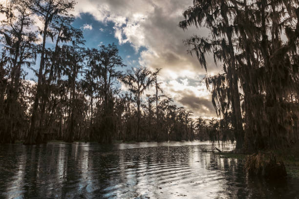 istock Swamp boat tour in Louisiana 2095685905