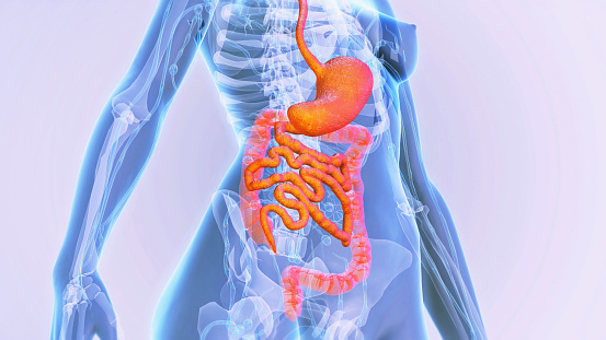 In the human digestive system, the process of digestion has many stages, the first of which starts in the mouth (oral cavity). Digestion involves the breakdown of food into smaller and smaller components which can be absorbed and assimilated into the body.