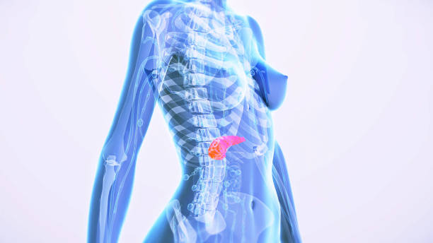 istock Female Pancreas Anatomy 2095694170