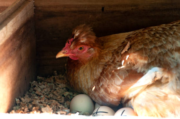 poule brune à tête rouge nichant dans un poulailler en bois entourée d’œufs fraîchement pondus - incubation period photos et images de collection