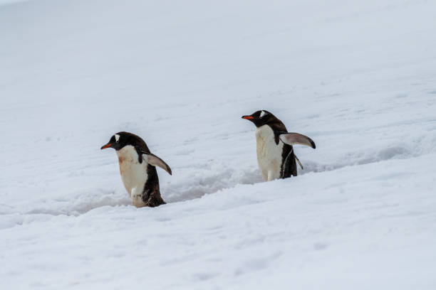 istock Gentoo colony at Danco Island 2095722728