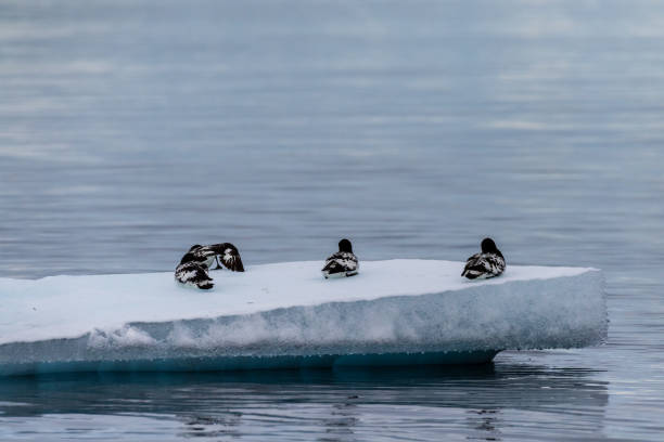 Close-up of four Cape Petrels - Daption capense- resting on an iceberg near Danco Island, on the Antarctic Peninsula
