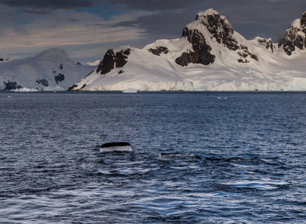 istock Antarctic landscape with diving humpback whales 2095723841