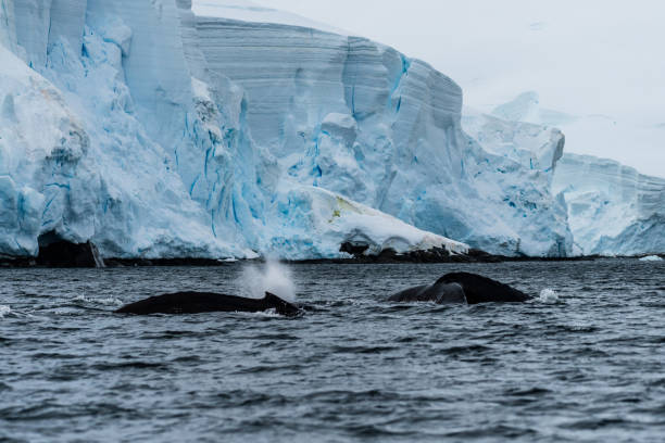 istock Tail of a humpback whale in the Antarctic 2095723849