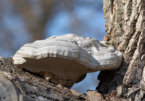 A mushroom grows from the trunk of a tree