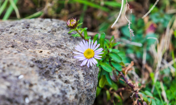 istock Aster hispidus found on the side of the road on a cloudy day. Aster batakensis Hayata 2095732182