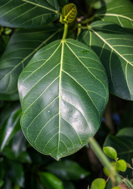 istock Detail of a green fig leaf. Burred background. 2095746821