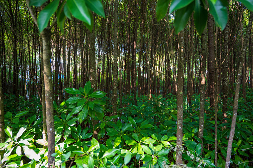 Thin dense trees in a tropical flooded forest. Sunny weather.