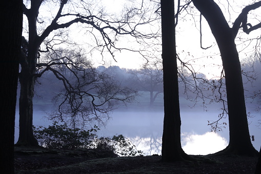 A foggy lake with trees in the foreground