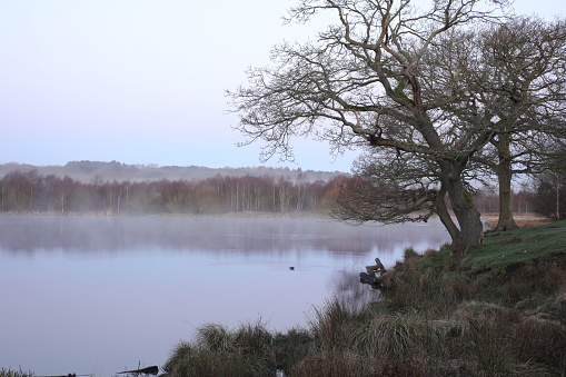 A foggy lake with trees in the foreground