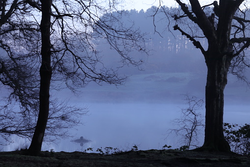 A foggy lake with trees in the foreground