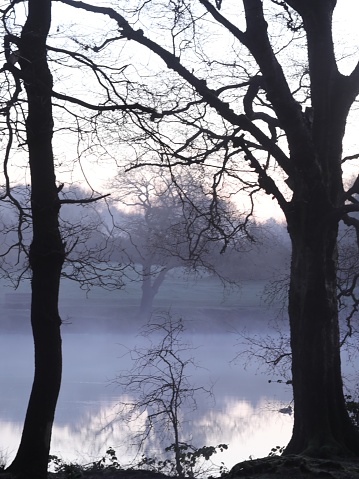 A foggy lake with trees in the foreground