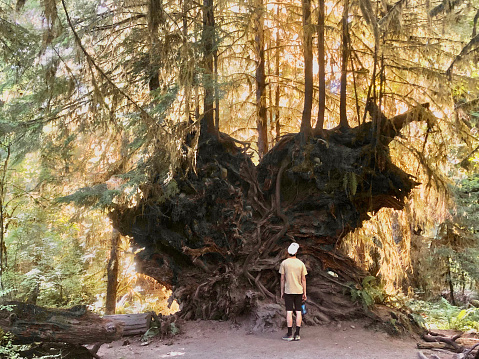 Man looks up at large tree base and roots in forest