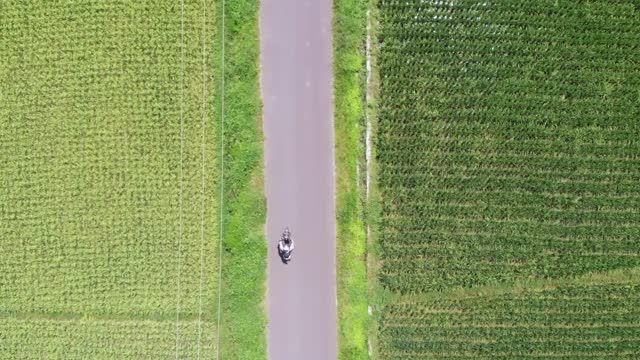 Aerial view of a motorcycle driving on an empty road in the countryside with a view of green rice fields