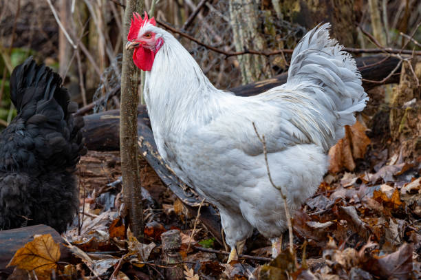 istock Gray powerful rooster looking for food in old leaves 2095777597
