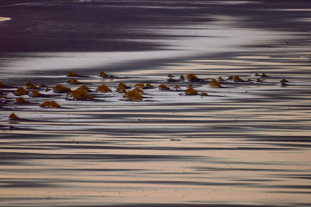 Part of grass above water surface during winter day in Iceland.
