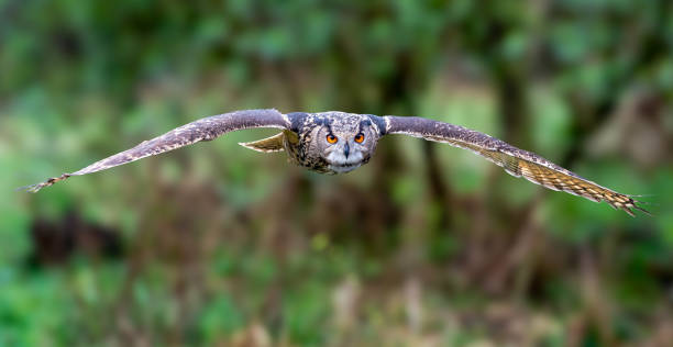 istock Eurasian eagle owl soaring above a lush green meadow 2095781586
