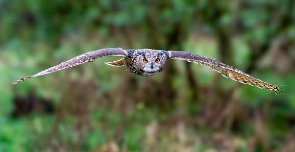 An Eurasian eagle owl soaring above a lush green meadow