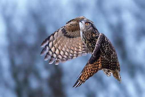 An Eurasian eagle-owl soaring through the sky