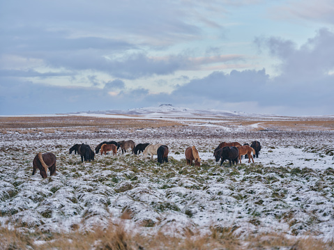 Large group of Icelandic horses during winter day in nature. Photographed in medium format. Copy space.