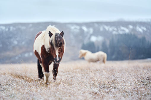 Icelandic horse during winter day in a meadow. Photographed in medium format. Copy space.