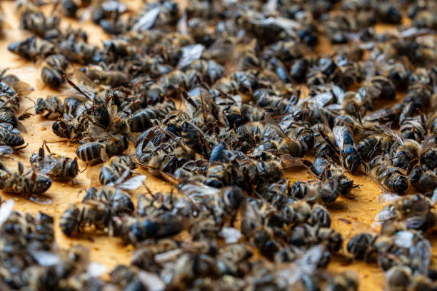 many dead bees in the hive, closeup. colony collapse disorder. starvation, pesticide exposure, pests and disease - colony collapse disorder photos et images de collection