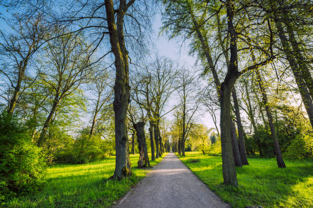 Weimar, Germany - May 3, 2023:  A serene walkway lined with tall trees on a bright sunny day at a park in Weimar, Germany exuding tranquility and natural beauty.